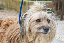 DUNIA, Hund, Mischlingshund in Spanien - Bild 5