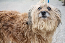 DUNIA, Hund, Mischlingshund in Spanien - Bild 6