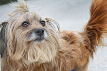 DUNIA, Hund, Mischlingshund in Spanien - Bild 7