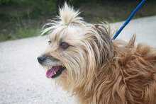 DUNIA, Hund, Mischlingshund in Spanien - Bild 8