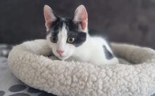 BONGI, Katze, Europäisch Kurzhaar-Mix in München