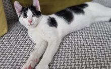 BONGI, Katze, Europäisch Kurzhaar-Mix in München - Bild 2