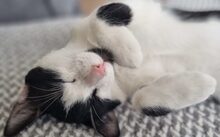 BONGI, Katze, Europäisch Kurzhaar-Mix in München - Bild 3