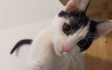 BONGI, Katze, Europäisch Kurzhaar-Mix in München - Bild 4