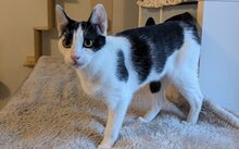 BONGI, Katze, Europäisch Kurzhaar-Mix in München - Bild 5