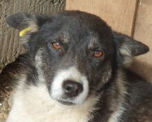 RAMON, Hund, Mischlingshund in Rumänien - Bild 1