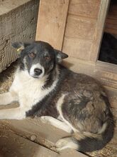 RAMON, Hund, Mischlingshund in Rumänien - Bild 2