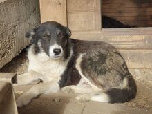 RAMON, Hund, Mischlingshund in Rumänien - Bild 3