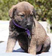 JURIQ, Hund, Mischlingshund in Zypern - Bild 10