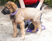 JURIQ, Hund, Mischlingshund in Zypern - Bild 2