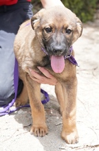 JURIQ, Hund, Mischlingshund in Zypern - Bild 3