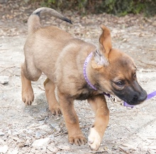 JURIQ, Hund, Mischlingshund in Zypern - Bild 4