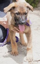 JURIQ, Hund, Mischlingshund in Zypern - Bild 5