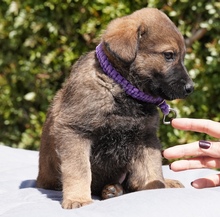 JURIQ, Hund, Mischlingshund in Zypern - Bild 7