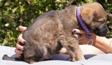 JURIQ, Hund, Mischlingshund in Zypern - Bild 8