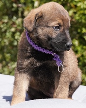 JURIQ, Hund, Mischlingshund in Zypern - Bild 9