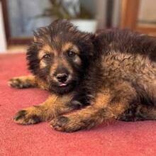 JONAS, Hund, Mischlingshund in Rumänien - Bild 2