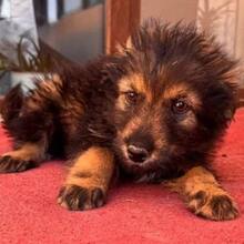 JONAS, Hund, Mischlingshund in Rumänien - Bild 7