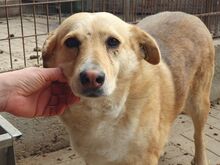 LINETT, Hund, Mischlingshund in Rumänien - Bild 3