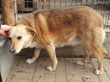 LINETT, Hund, Mischlingshund in Rumänien - Bild 4