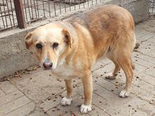 LINETT, Hund, Mischlingshund in Rumänien - Bild 5