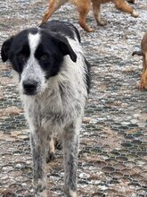 BERT, Hund, Mischlingshund in Rumänien