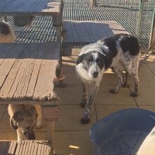 BERT, Hund, Mischlingshund in Rumänien - Bild 10