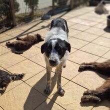 BERT, Hund, Mischlingshund in Rumänien - Bild 2