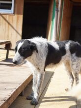 BERT, Hund, Mischlingshund in Rumänien - Bild 3