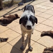 BERT, Hund, Mischlingshund in Rumänien - Bild 7
