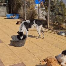 BERT, Hund, Mischlingshund in Rumänien - Bild 8