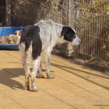BERT, Hund, Mischlingshund in Rumänien - Bild 9