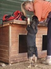 COLLINO, Hund, Mischlingshund in Rumänien - Bild 2