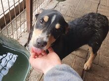 COLLINO, Hund, Mischlingshund in Rumänien - Bild 6
