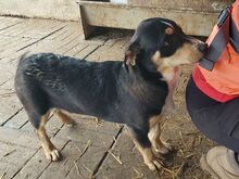 COLLINO, Hund, Mischlingshund in Rumänien - Bild 7
