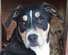 COLLINO, Hund, Mischlingshund in Rumänien - Bild 8