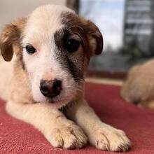 LOLITA, Hund, Mischlingshund in Rumänien - Bild 2
