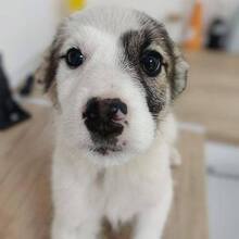 LOLITA, Hund, Mischlingshund in Rumänien - Bild 3