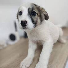 LOLITA, Hund, Mischlingshund in Rumänien - Bild 6
