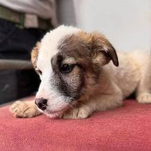 LOLITA, Hund, Mischlingshund in Rumänien - Bild 7