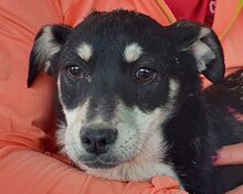 LEVIA, Hund, Mischlingshund in Rumänien - Bild 1