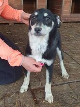 LEVIA, Hund, Mischlingshund in Rumänien - Bild 3