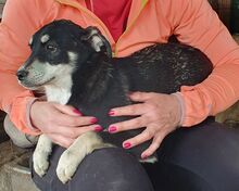 LEVIA, Hund, Mischlingshund in Rumänien - Bild 5