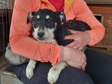 LEVIA, Hund, Mischlingshund in Rumänien - Bild 6