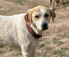 LILA, Hund, Mischlingshund in Aerzen