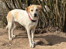 LILA, Hund, Mischlingshund in Aerzen - Bild 2