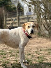 LILA, Hund, Mischlingshund in Aerzen - Bild 3