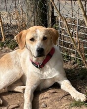 LILA, Hund, Mischlingshund in Aerzen - Bild 4