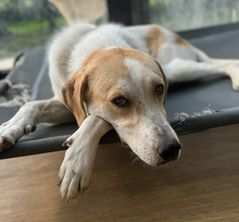 LILA, Hund, Mischlingshund in Aerzen - Bild 6