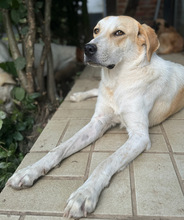 LILA, Hund, Mischlingshund in Aerzen - Bild 7
